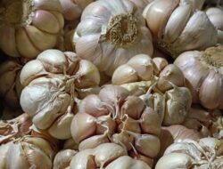 Penyebab Kenaikan Harga Bawang Putih yang Mencapai Rp 50.000/Kg Tanpa Terduga