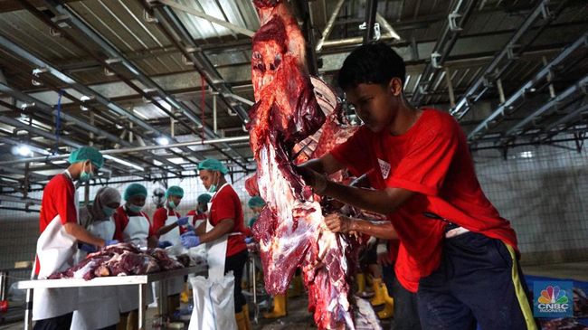 Melihat Proses Penyembelihan Sapi Kurban di RPH Jakarta