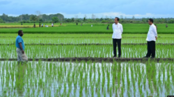 Aktivis Papua Mendorong Penutupan Proyek One Million Hectare Rice Field di Merauke