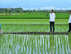 Aktivis Papua Mendorong Penutupan Proyek One Million Hectare Rice Field di Merauke