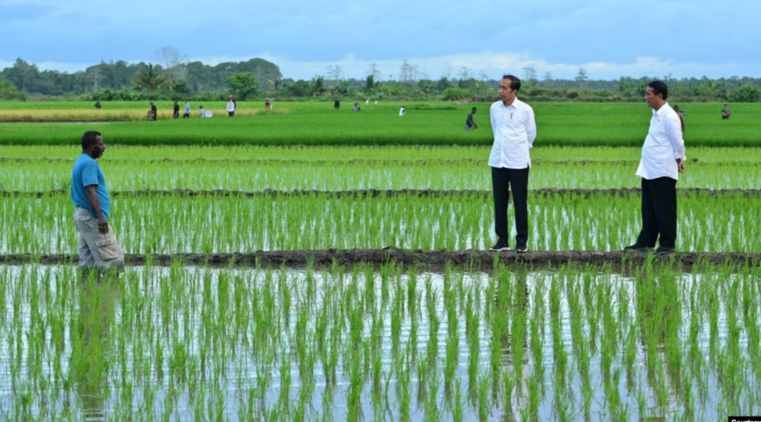 Aktivis Papua Mendorong Penutupan Proyek One Million Hectare Rice Field di Merauke