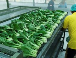 Arista Montana: Membangun Keberlanjutan Melalui Pertanian Organik dan Konservasi Hutan