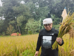 Andy Utama: Menanam Padi Adalah Perlawanan terhadap Impor